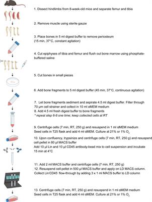 Isolation and in vitro characterization of murine young-adult long bone skeletal progenitors